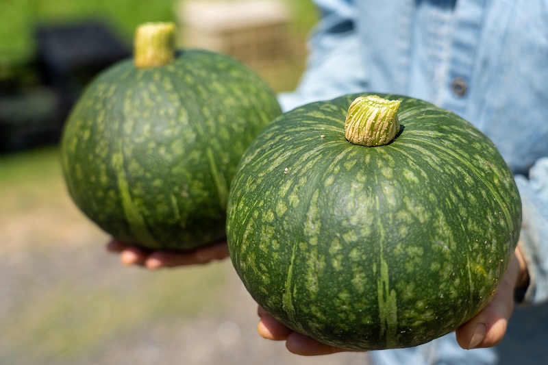 無農薬栽培のかぼちゃ写真